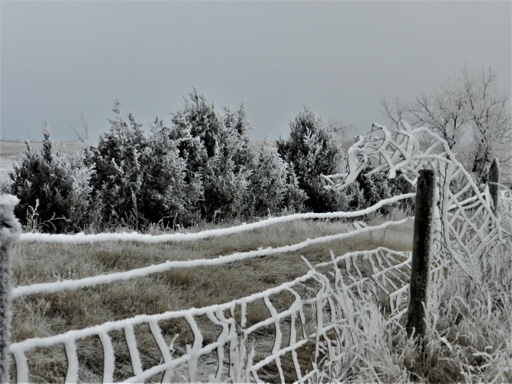 Frosty Fence